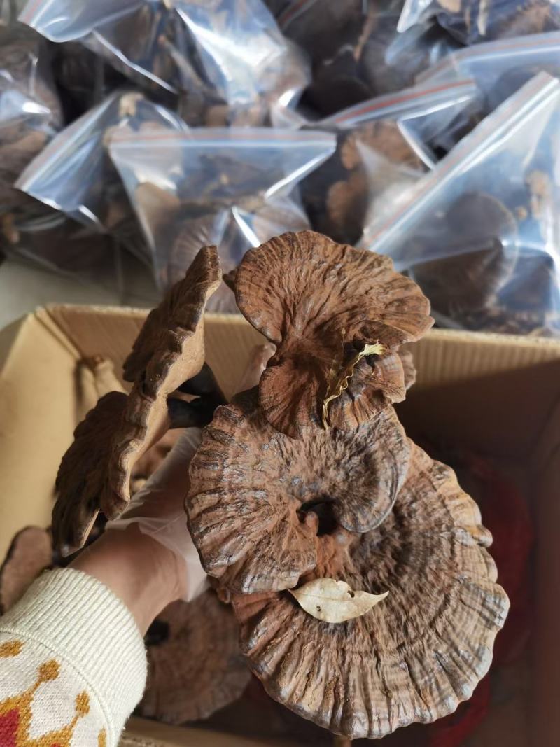 深山林下种植灵芝（粉灵芝）滋补养生，健康好礼！