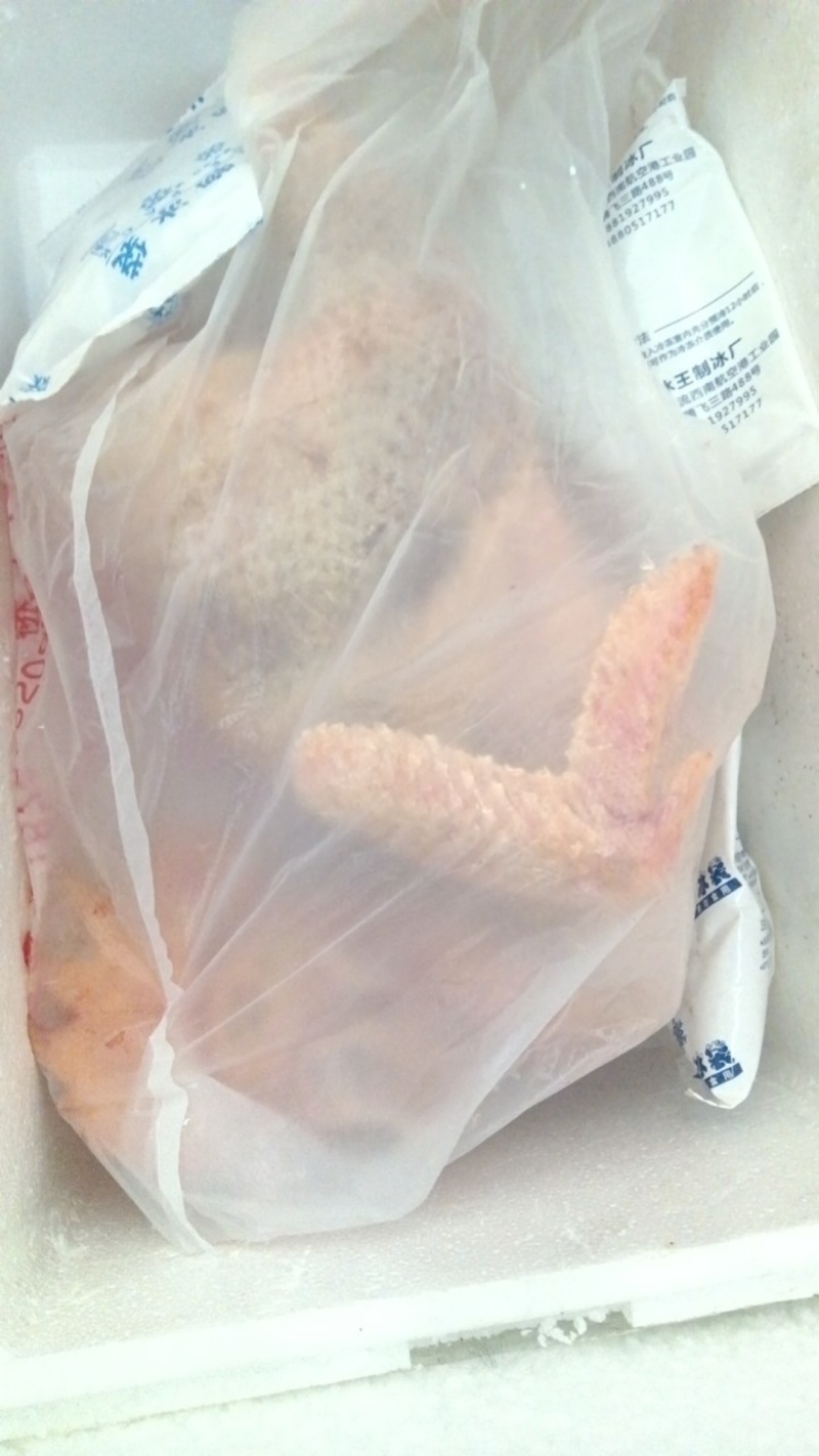 老母鸡