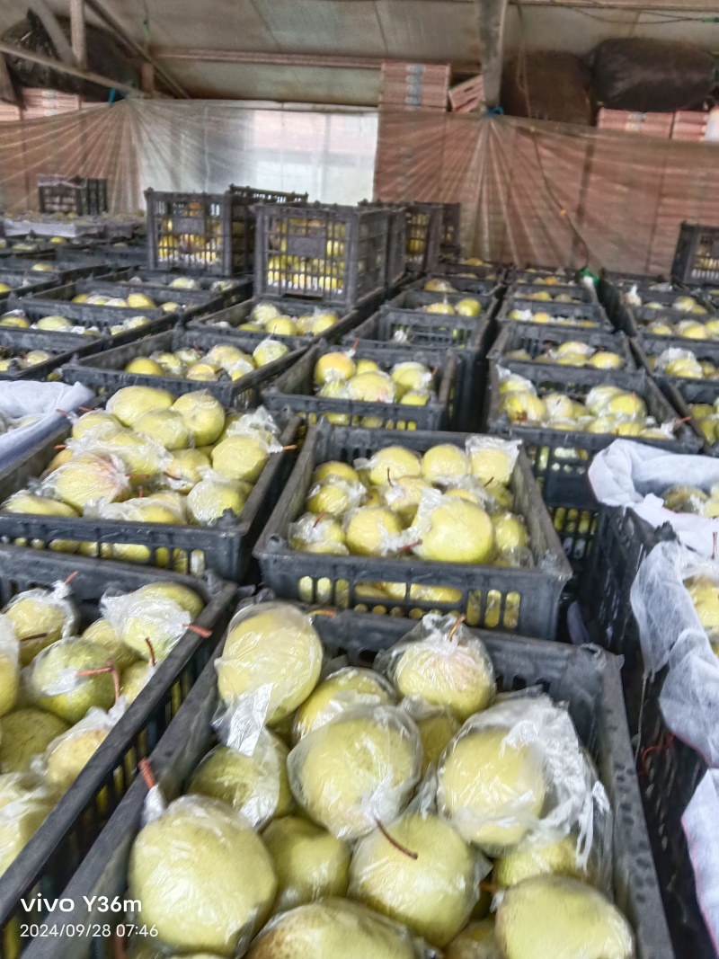 【河北】山地雪花梨大量供应源头货价格优惠视频看货