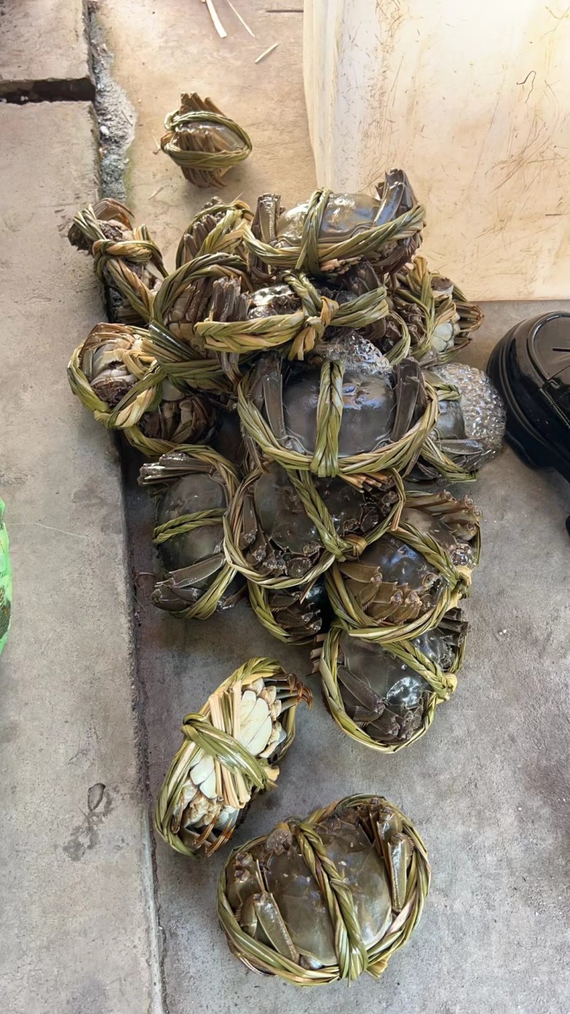 【养殖基地直供】江苏大闸蟹/公蟹蟹黄饱满欢迎来电洽谈