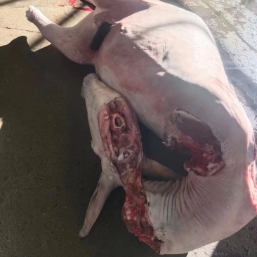 现宰驴肉