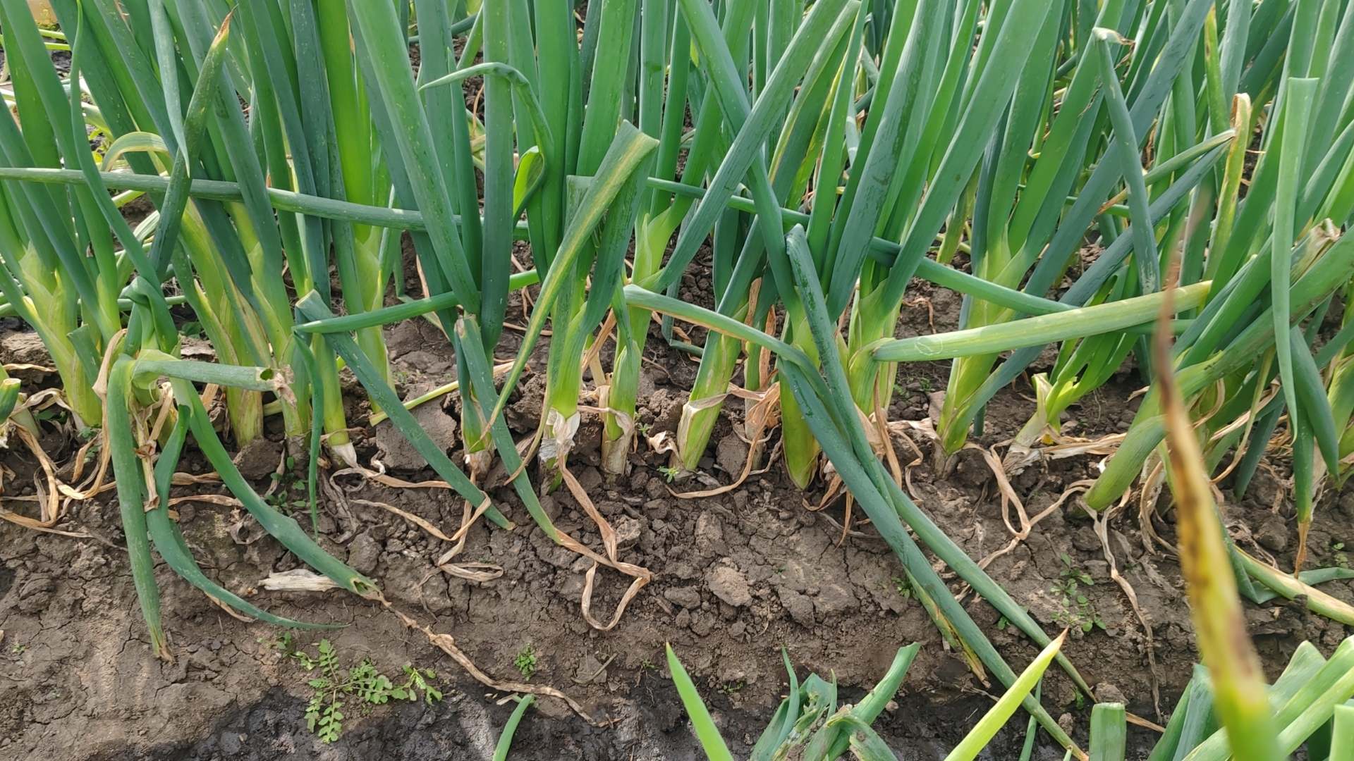 照片展示河北省唐山市玉田县某大葱种植基地,成片整齐的大葱在秋季阳光下生长,农民正在进行机械化培土作业,可见葱白部分已明显露出地面,土壤疏松呈深褐色,背景有滴灌设备和防风林带 唐山大葱田间生长实景