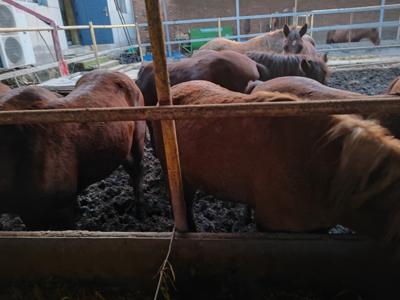 肉马肥马