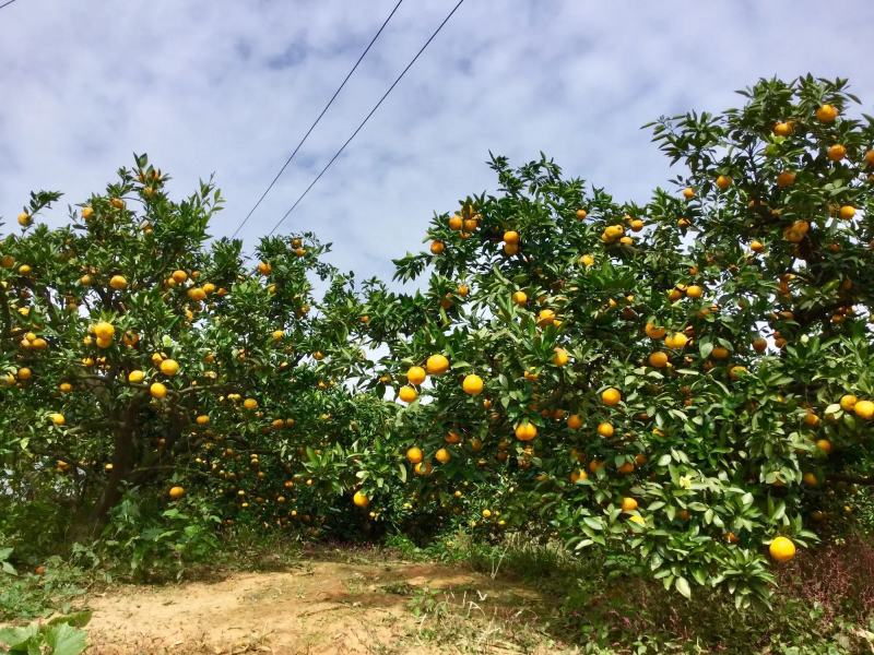 橘子蜜橘高山蜜橘产地一手货源田地看货