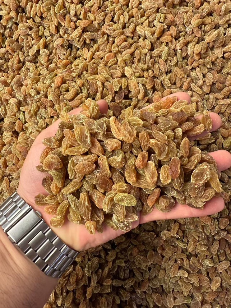 麻子儿葡萄干，品质保证，可视频看货，欢迎客商来电咨询