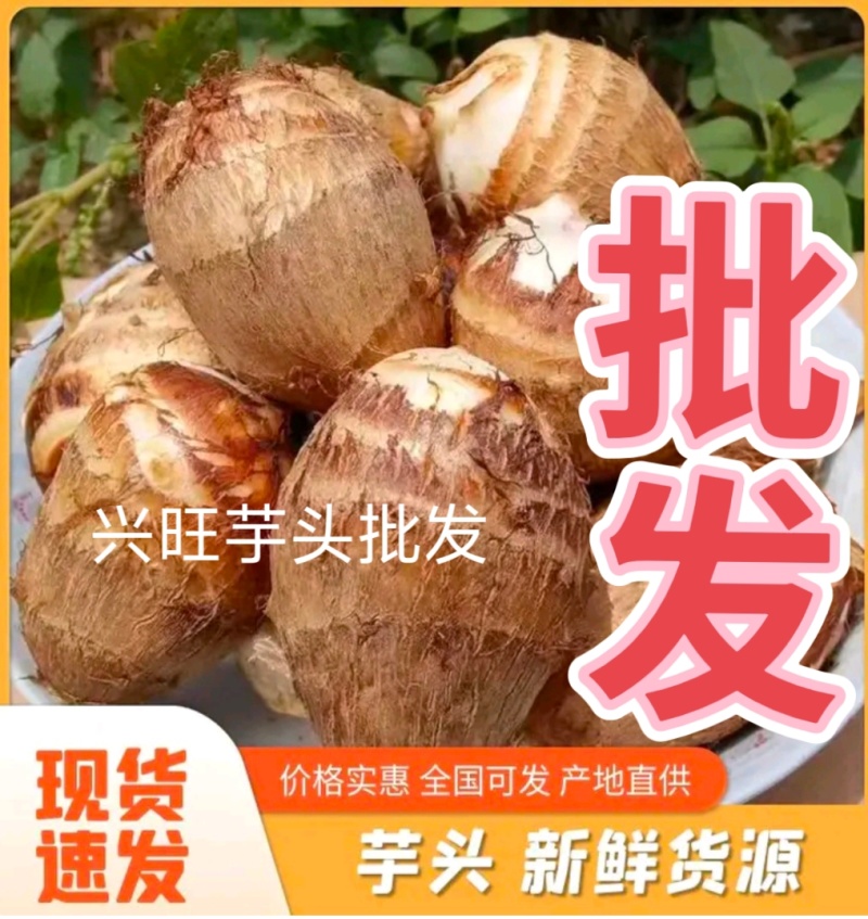 山东芋头/毛芋8520/现挖现发低价对接全国市场电商平台