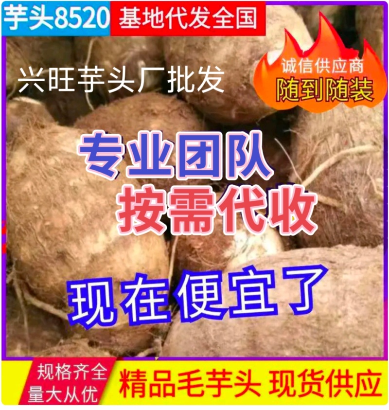 山东芋头/毛芋8520/现挖现发低价对接全国市场电商平台