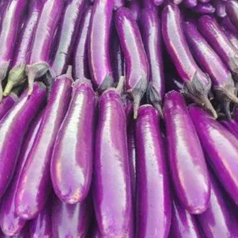 茄子产地发货量大优惠规格齐全欢迎咨询