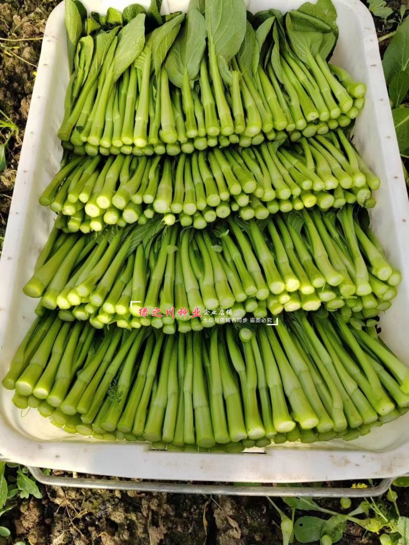 正源大种80天菜心种子粗大油绿甜脆广东菜心种子菜场优选