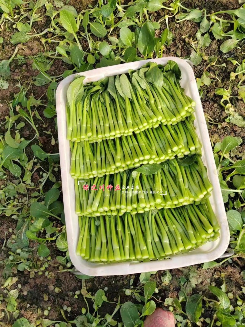 正源大种80天菜心种子粗大油绿甜脆广东菜心种子菜场优选