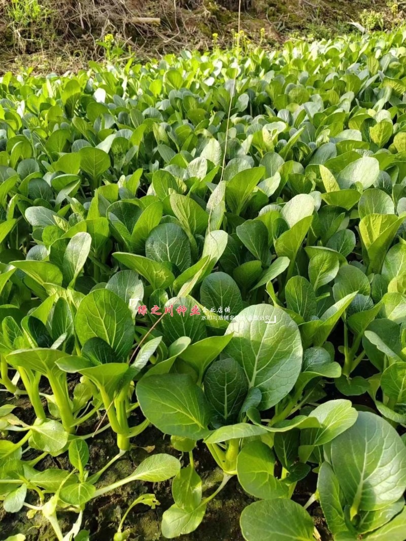 正源大种80天菜心种子粗大油绿甜脆广东菜心种子菜场优选
