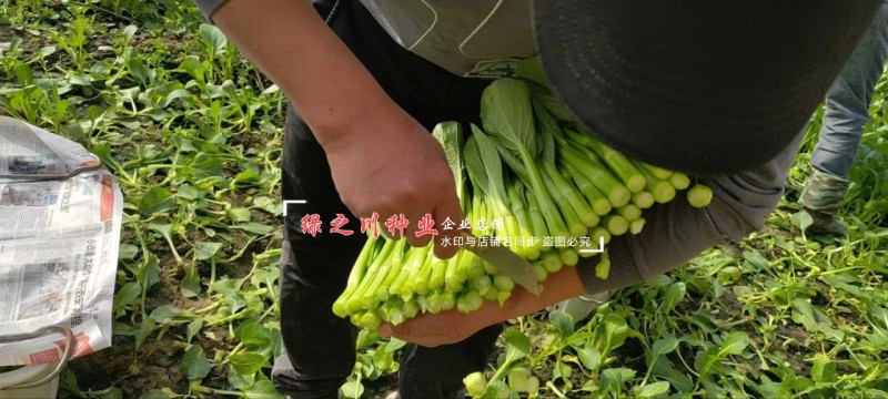 正源大种80天菜心种子粗大油绿甜脆广东菜心种子菜场优选