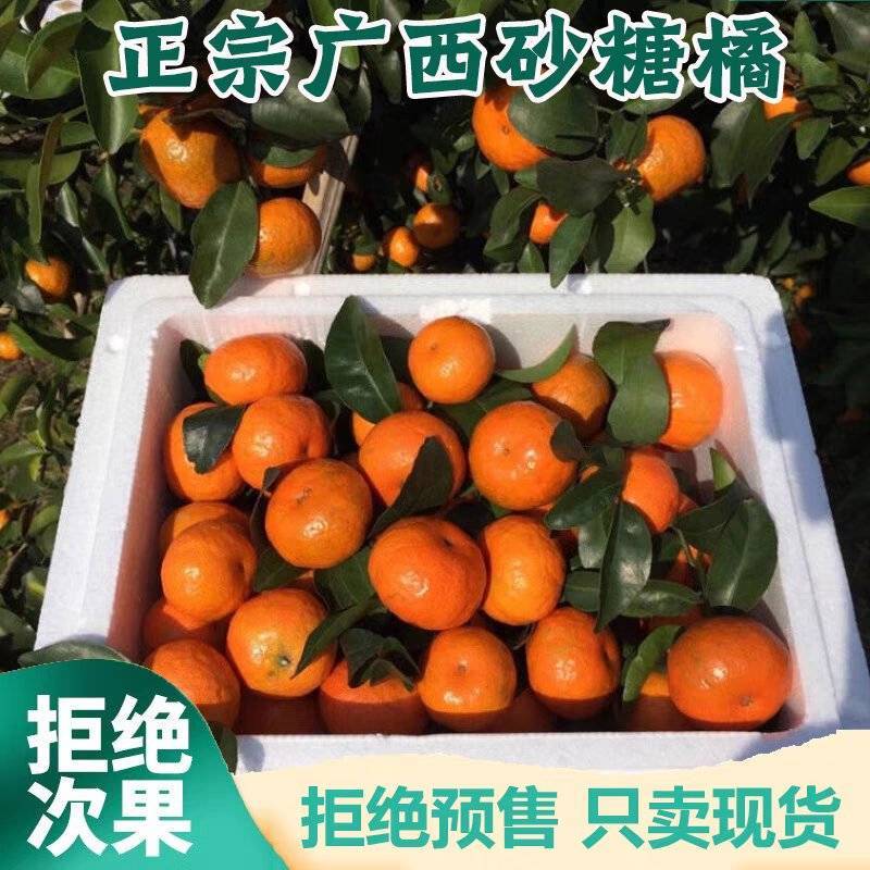 【热卖】沙糖桔/贺州钟山沙糖桔/产地货源/供应市场电商