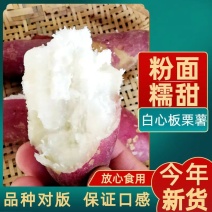 精品板栗薯，产地一手货源，品质保证，可对接电商社区团购