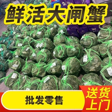 苏州精品大闸蟹批发、团购代发，酒店，蟹侬自产自销，散装