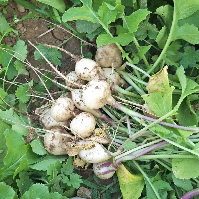 白珍珠樱桃萝卜种子早熟口感脆嫩阳台庭院盆栽四季种植蔬菜种
