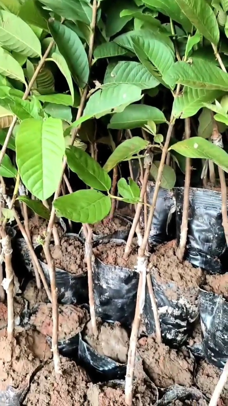 珍珠白番石榴苗