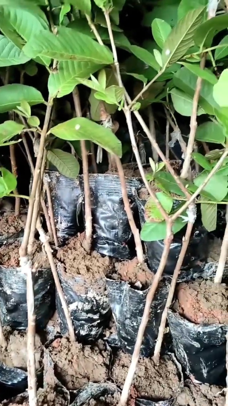 珍珠白番石榴苗