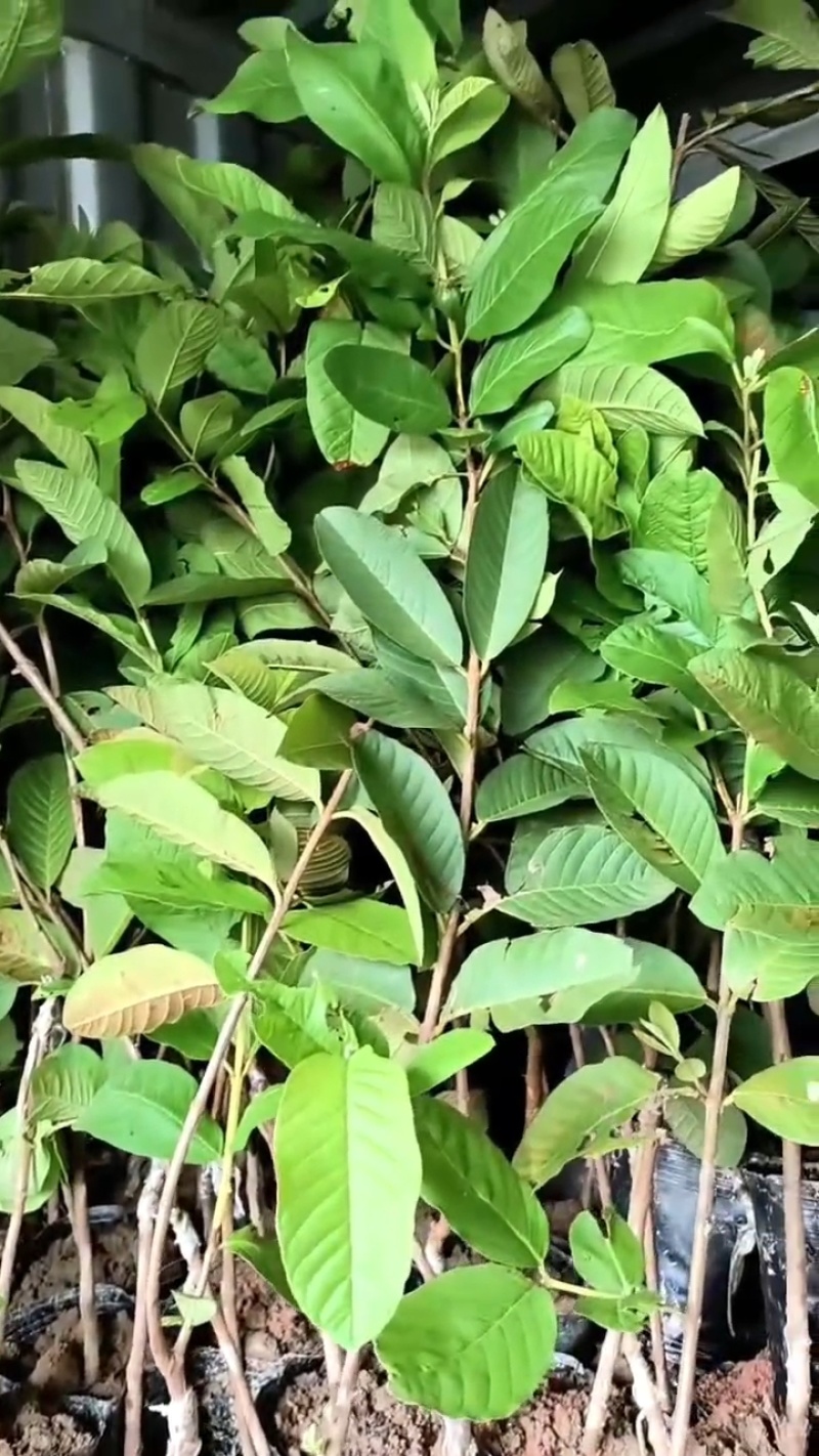 珍珠白番石榴苗