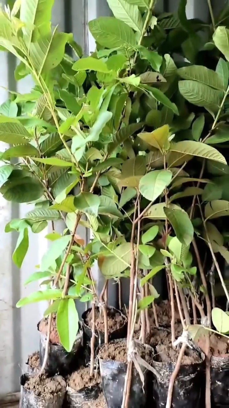 珍珠白番石榴苗