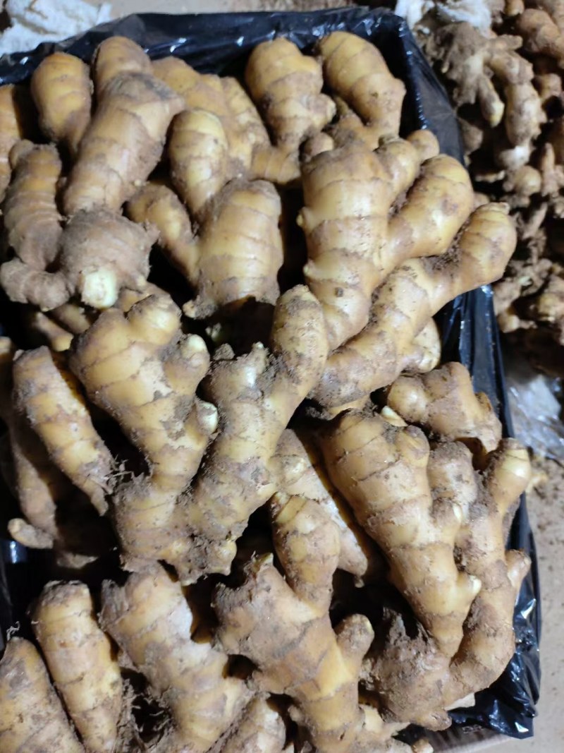 热卖推荐：小黄姜/山东生姜/电商，市场，商超可全国供应发