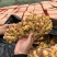 热卖推荐:小黄姜/山东生姜/电商,市场,商超可全国供应发