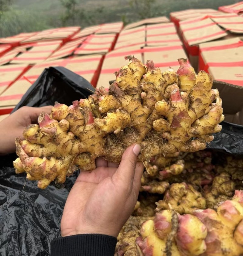 热卖推荐：小黄姜/山东生姜/电商，市场，商超可全国供应发