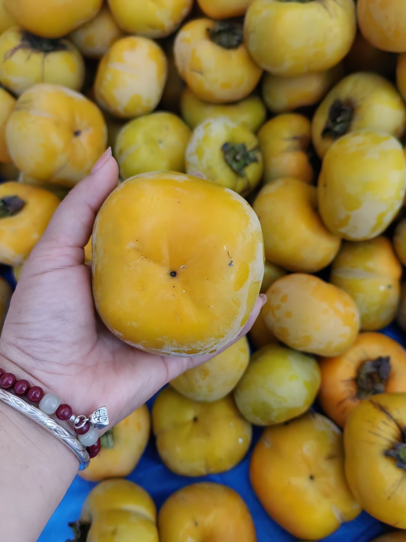柿子做柿饼用的