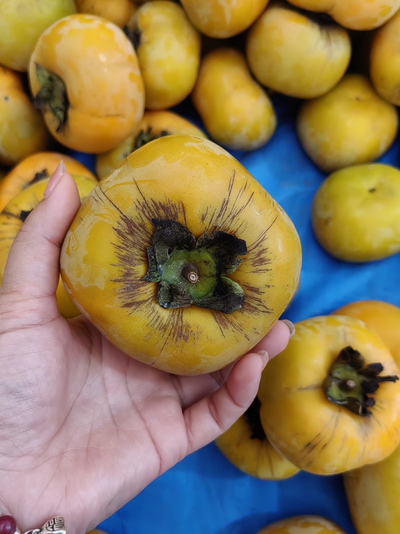 柿子做柿饼用的