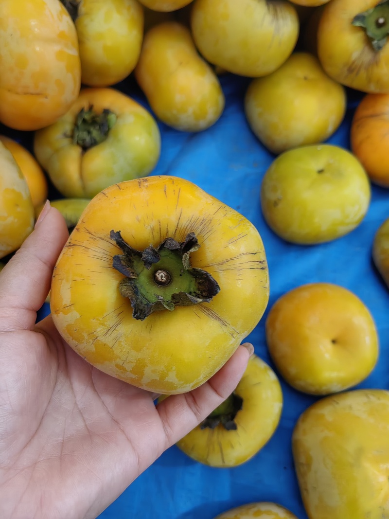 柿子做柿饼用的