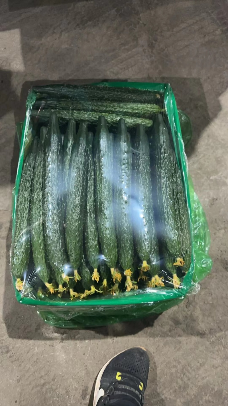 产地黄瓜大量上市口感清脆顶花带刺量大质优