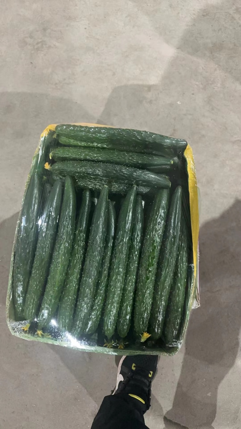 产地黄瓜大量上市口感清脆顶花带刺量大质优