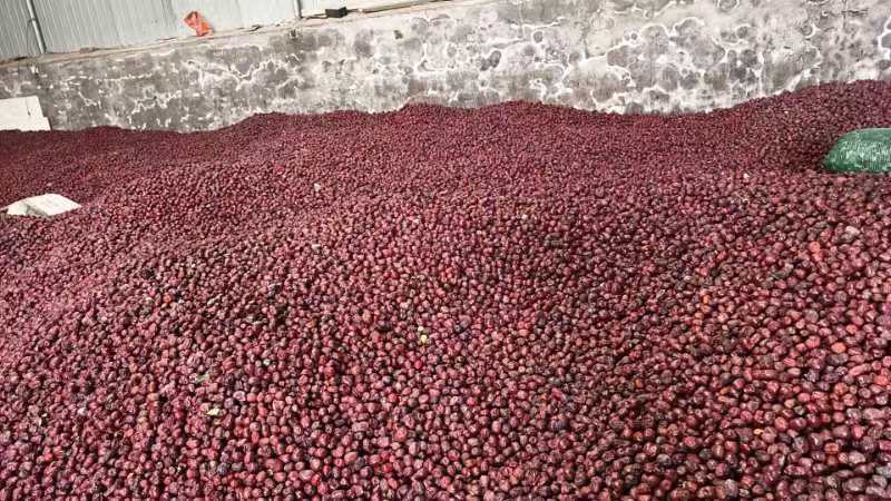 中国名枣之首稷山板枣