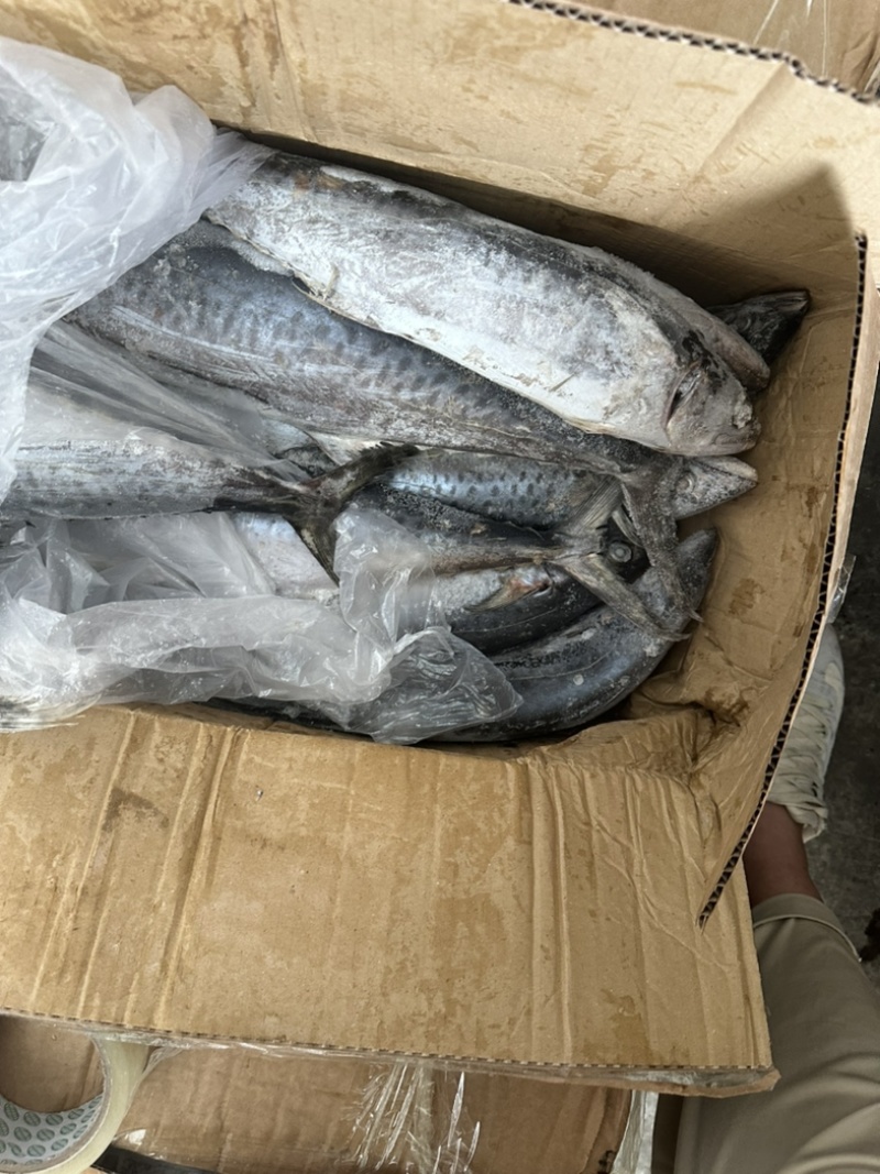 马鲛1500/up。船冻马鲛