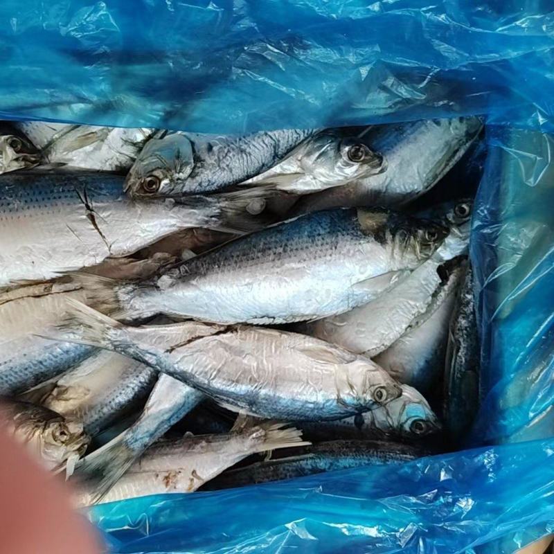 鱼干，海鲫鱼干鲜鱼低盐造，高空晾晒环境好，卫生健康味道美
