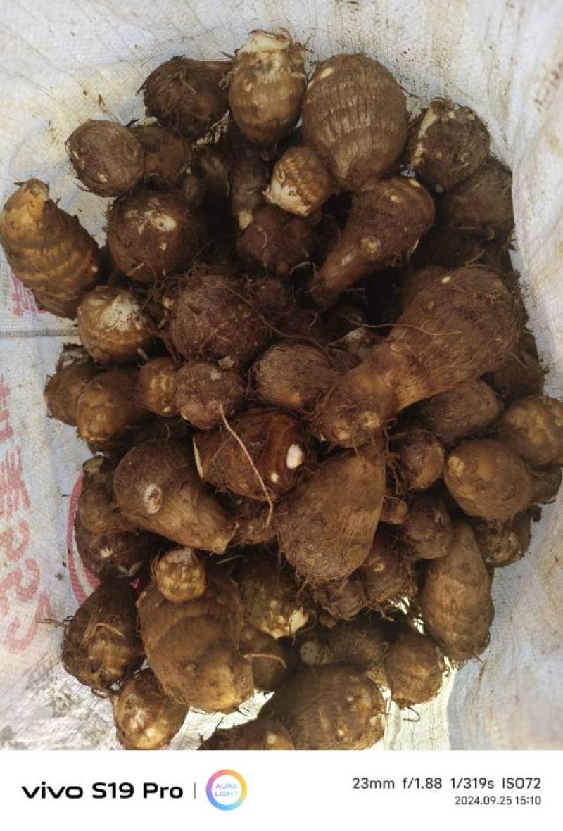 山东原产地8520毛芋头色泽鲜艳，口感面糯