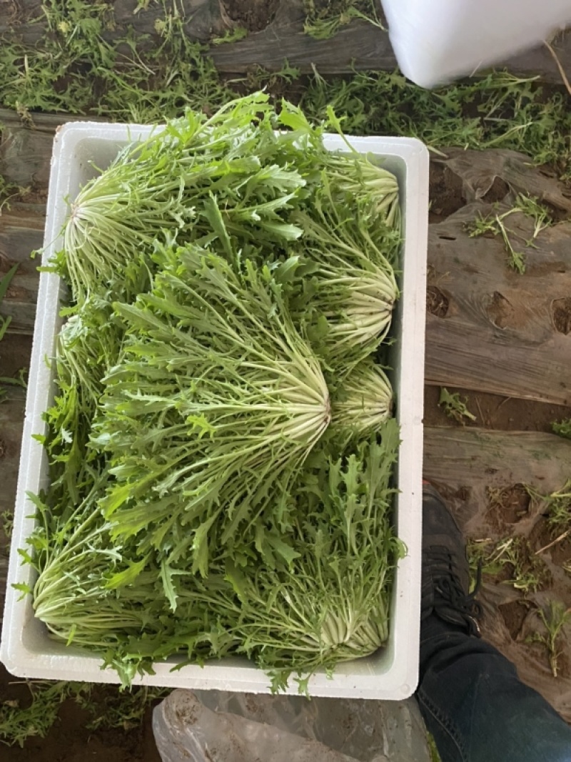 辽宁精品苦菊一手产地货源量大质优价低可实地可视频