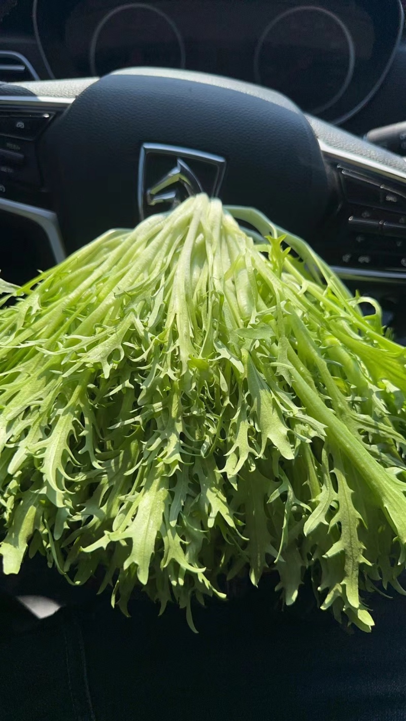 辽宁精品苦菊一手产地货源量大质优价低可实地可视频