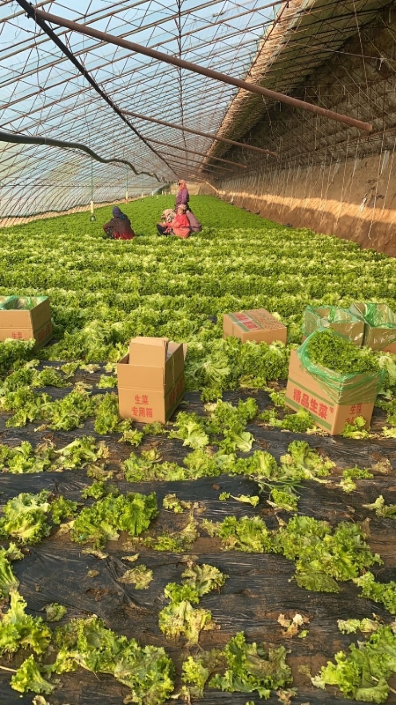 辽宁精品苦菊一手产地货源量大质优价低可实地可视频