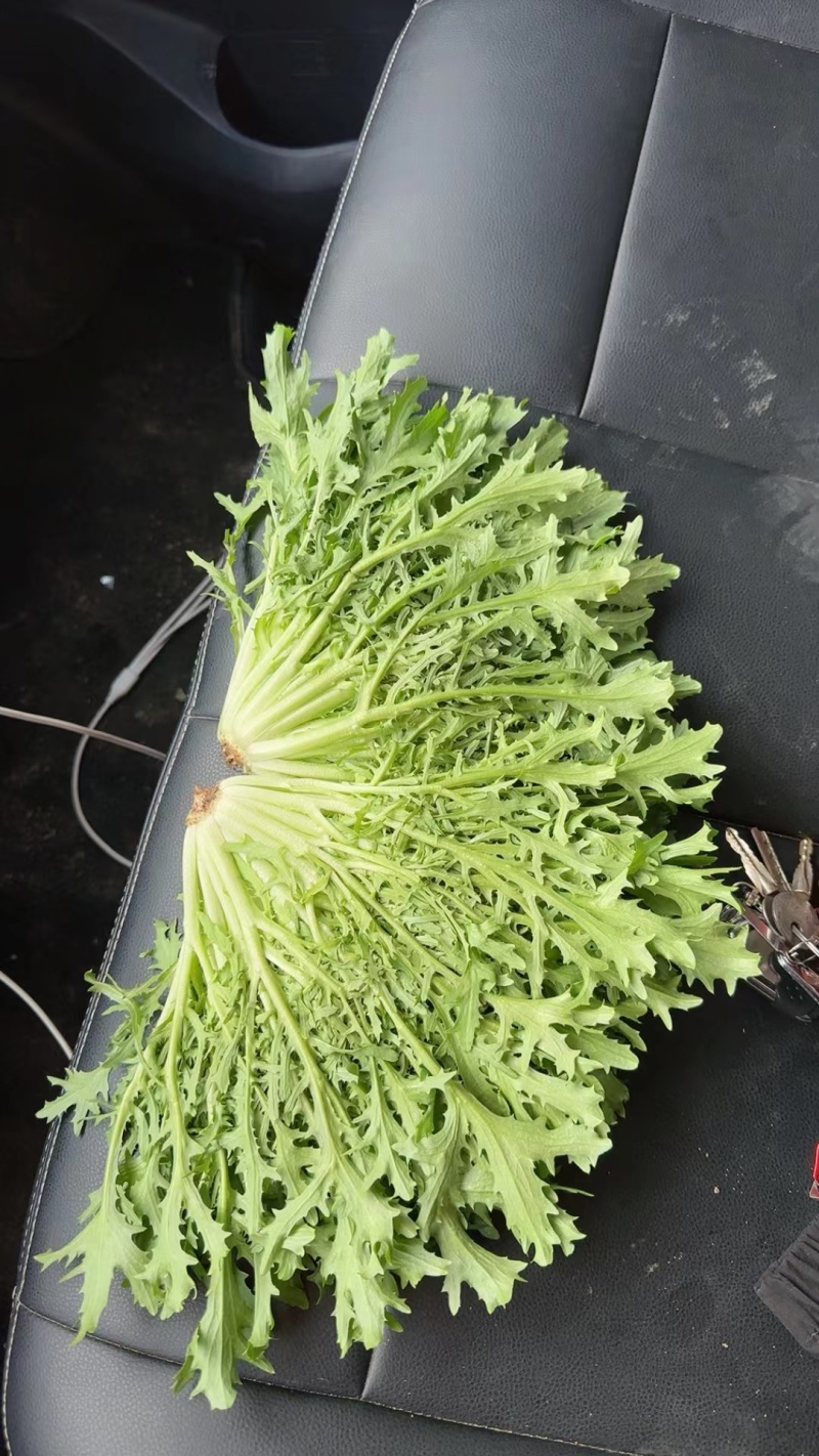 辽宁精品苦菊一手产地货源量大质优价低可实地可视频