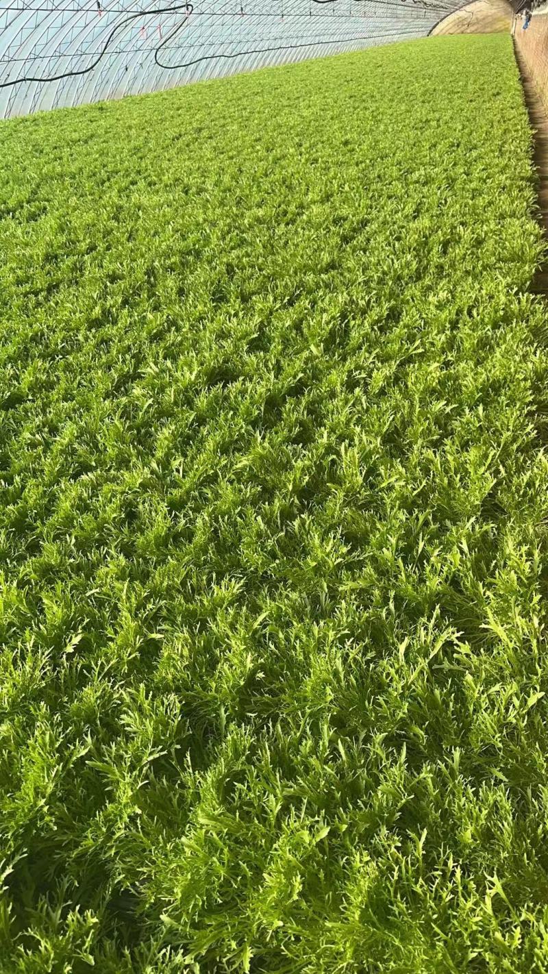 辽宁精品苦菊一手产地货源量大质优价低可实地可视频