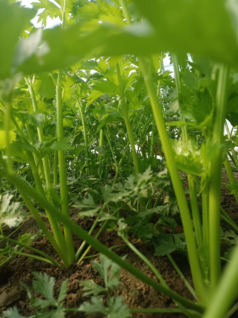 芹菜