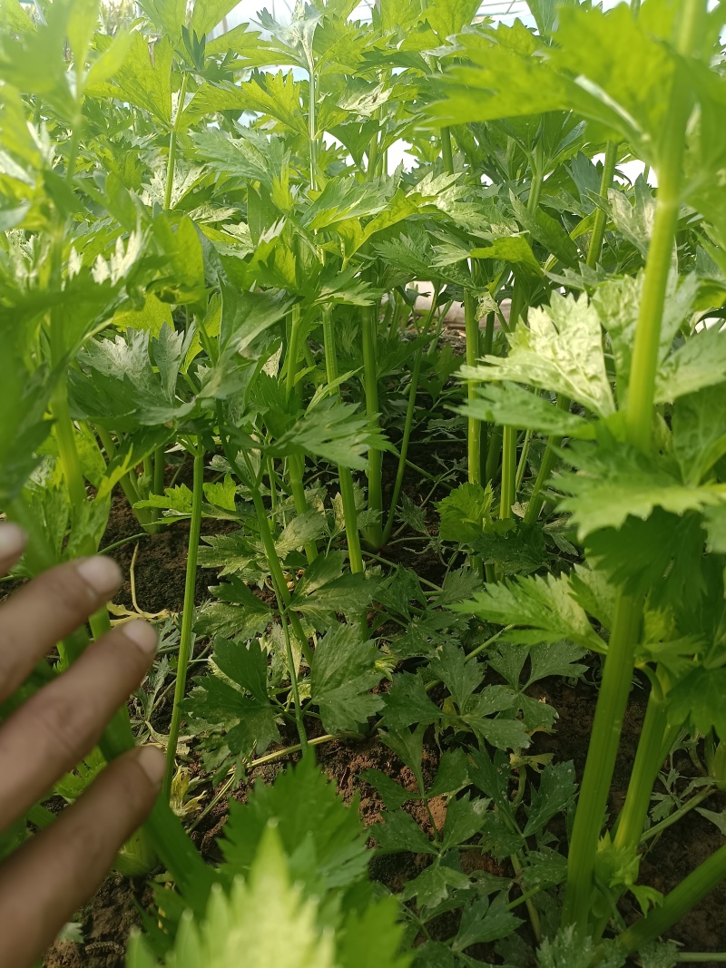 芹菜