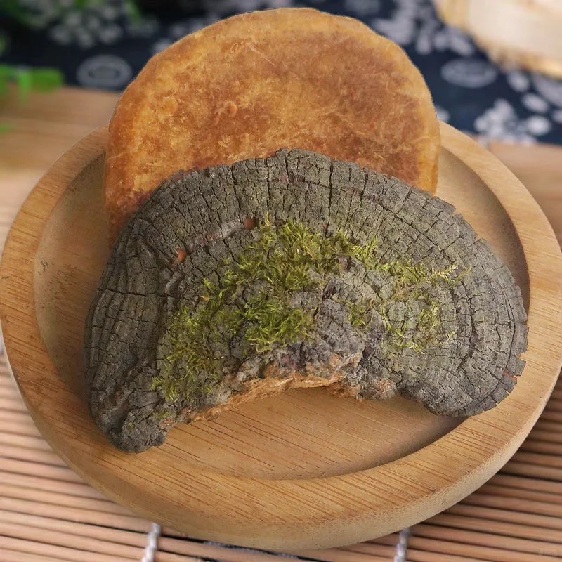 桑黄大块