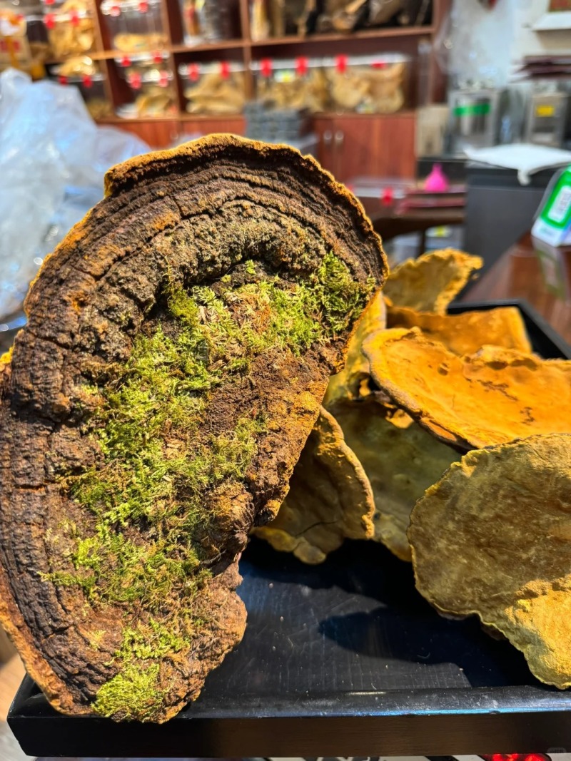 桑黄大块