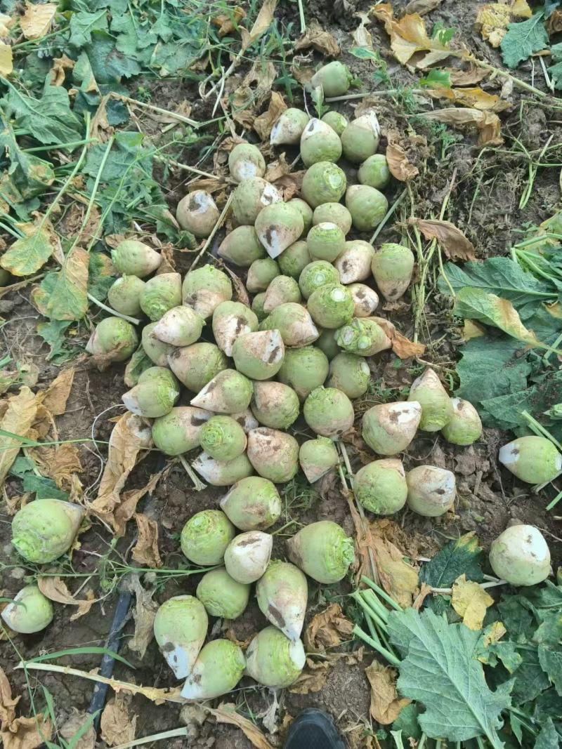 芥菜，青萝卜，心里美大量上市，诚邀各地客商光临