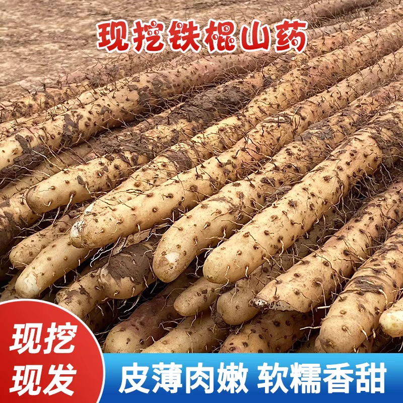 【铁棍山药】自家种植/产地货源/量大从优/全年有货
