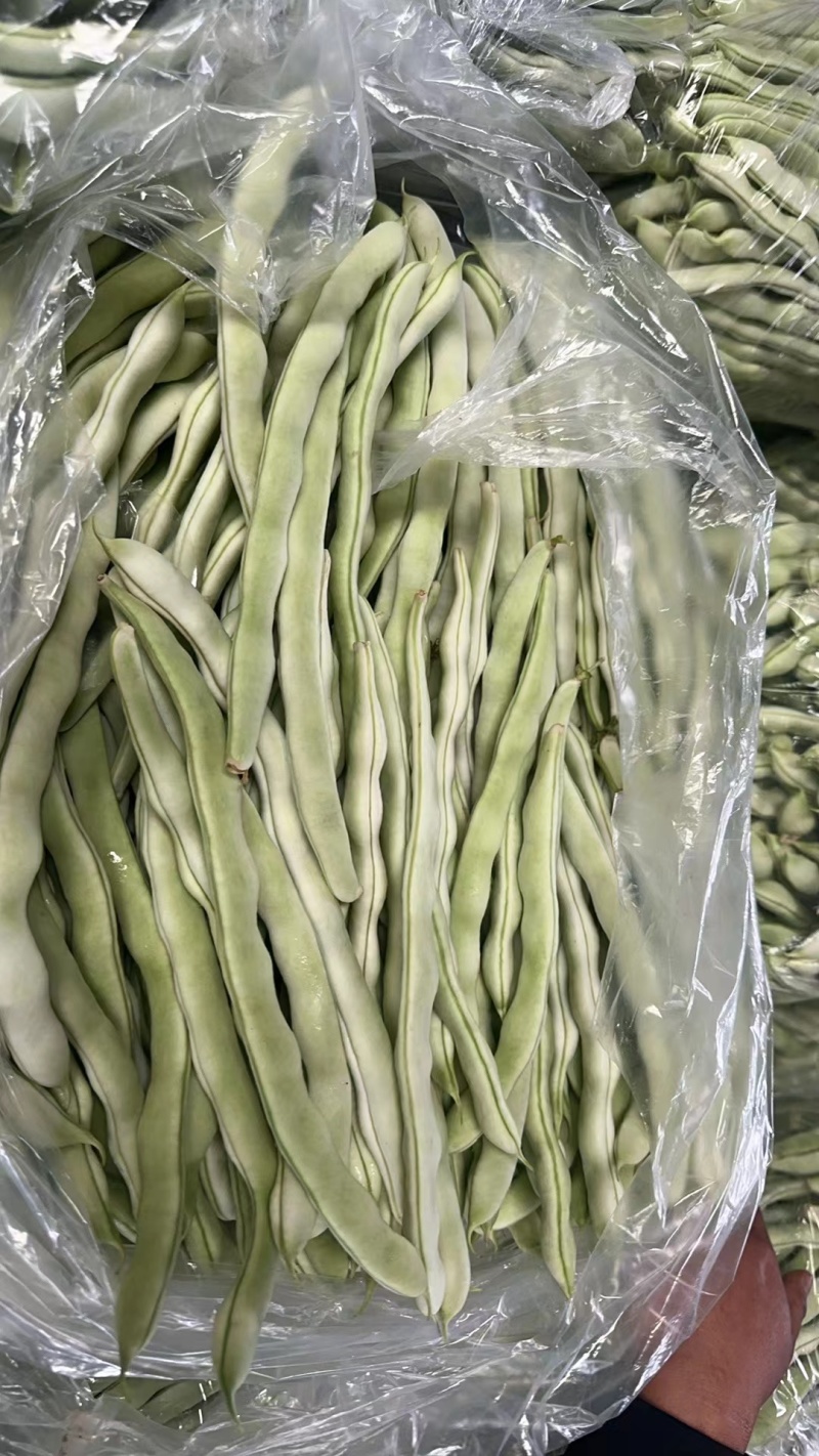 辽宁豆王，新开园的，暖棚豆角，货量大，天天有货