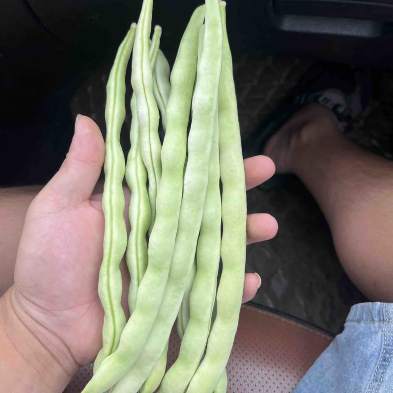 白豆