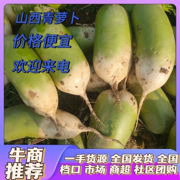萝卜忻州万亩基地一手货源全国发货价格优惠精品青萝卜